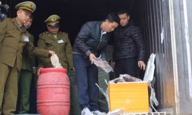 Lực lượng chức năng đang kiểm tra, kiểm đếm số hàng nội tạng động vật .Ảnh: Nông Tùng