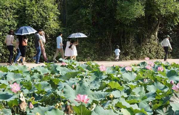 Hương sen làng Sen