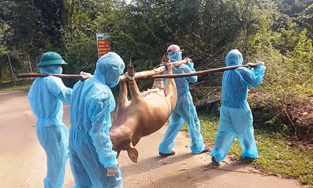 Quảng Bình: Dịch tả lợn châu Phi nguy cơ lây lan trên diện rộng 