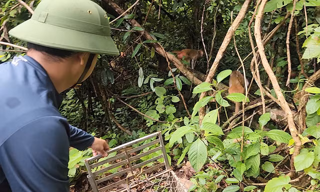 Thả chim ưng Ấn Độ và loạt động vật 'sách đỏ' về môi trường tự nhiên 