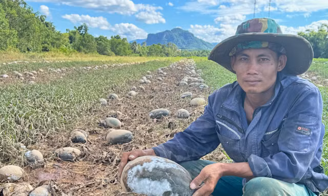 Nước mắt người trồng dưa rơi theo trận lũ trái mùa ở Quảng Bình