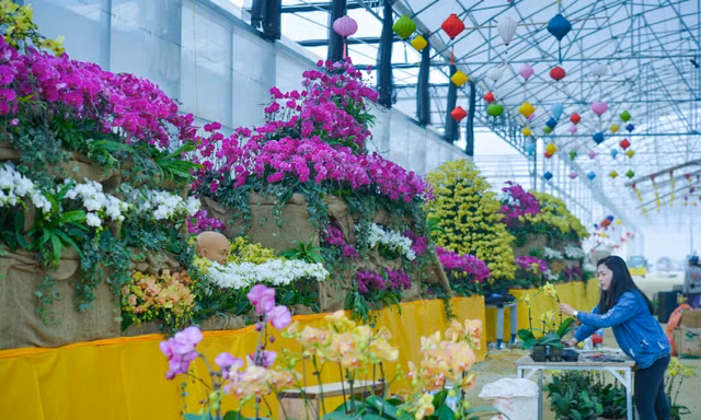 Các nghệ nhân chuẩn bị những tiểu cảnh, đại cảnh trưng bày hoa lan tại lễ hội hoa