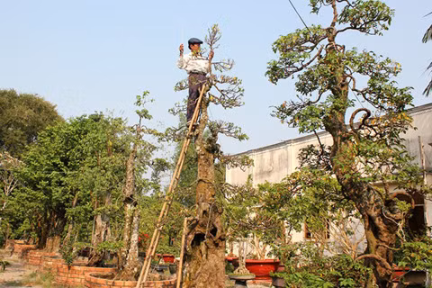 Vườn kiểng độc của chủ nhân cặp khế 7 tỷ đồng