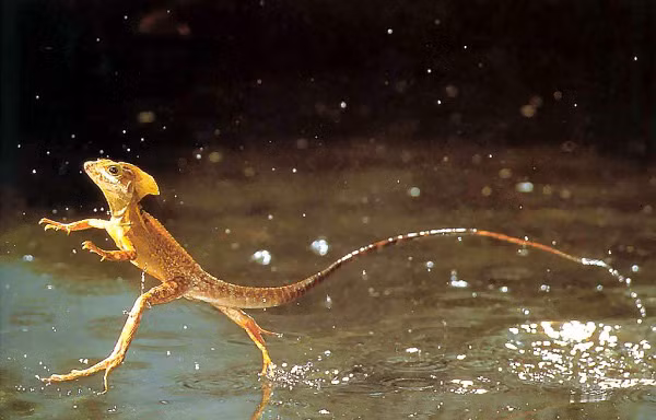 1001 thắc mắc: Kỳ lạ vì sao một số loài côn trùng đi lại băng băng trên nước?
