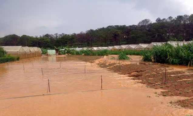 Vườn rau bị ngập sâu trong làn nước đục 