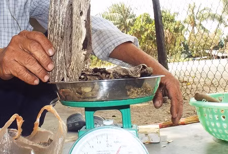Đi tìm sự thật chuyện “ngậm ngải ở xứ trầm”