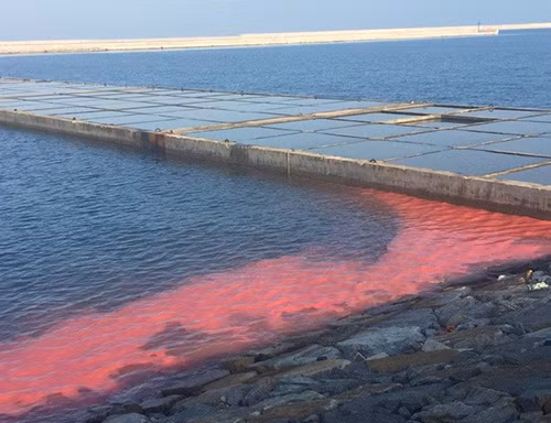 Dải nước màu đỏ xuất hiện vào sáng 17/2 tại cảng Sơn Dương được người dân chụp lại. Ảnh:H.V