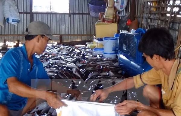 Người dân xã Long Hòa huyện Phú Tân, An Giang vớt cá chết cho vào bao tải mang đi xử lý tiêu hủy. (Ảnh: Đặng Công Mạo/TTXVN) 