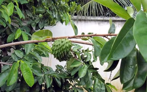Bí hiểm, thương lái lạ mặt tìm mua lá mãng cầu xiêm