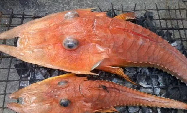 Loài cá kỳ dị này sống ở khu vực nước sâu.
