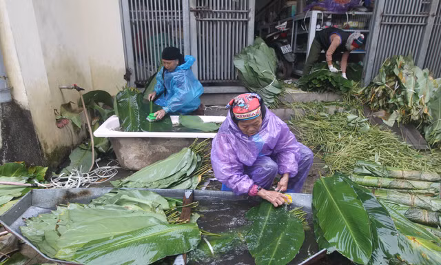 Nghề rửa lá dong hái ra tiền ở công xưởng bánh chưng lớn nhất miền Bắc