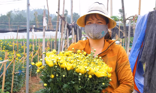 Người dân làng Tây Tựu phấn khởi vì giá hoa 'hồi sinh'
