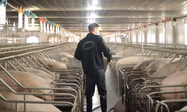 Nhiều dự án trang trại chăn nuôi trên địa bàn tỉnh Gia Lai