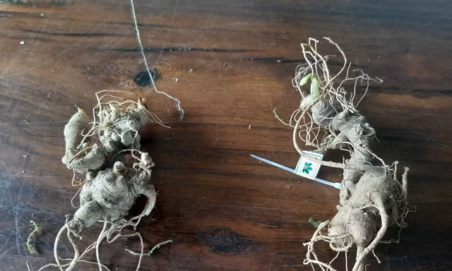 Kon Tum: Chi 13 tỷ đồng mua máy kiểm định sâm nhưng 'ế' khách 