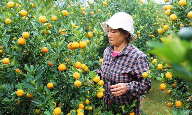 Nông dân thủ phủ quất cảnh Hội An lo lắng tìm đầu ra cho quất