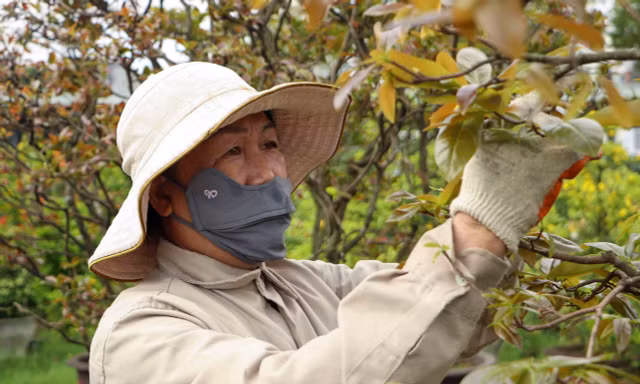 Hết tháng Giêng, nhà vườn vẫn 'bão đơn' nhận chăm mai sau Tết