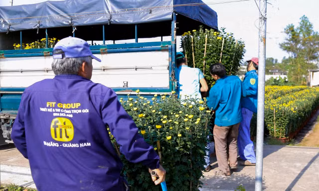 Làng hoa lớn nhất Đà Nẵng rộn ràng ngày giáp Tết