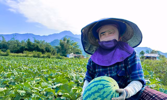 Dưa hấu được mùa rớt giá, nông dân Đà Nẵng đứng ngồi không yên 