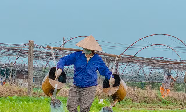 Mưu sinh trong gió lạnh ở làng rau lớn nhất Đà Nẵng