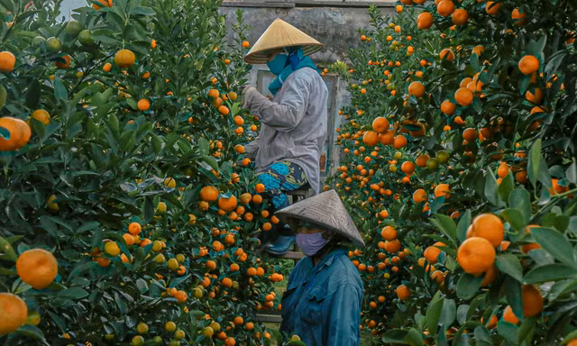 Làng quất lớn nhất miền Trung 'cháy' hàng vụ Tết