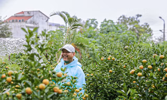 Thủ phủ quất lớn nhất miền Trung tất bật vụ Tết
