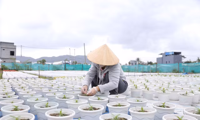 Thời tiết thất thường, nông dân Đà Nẵng lo lắng vụ hoa Tết