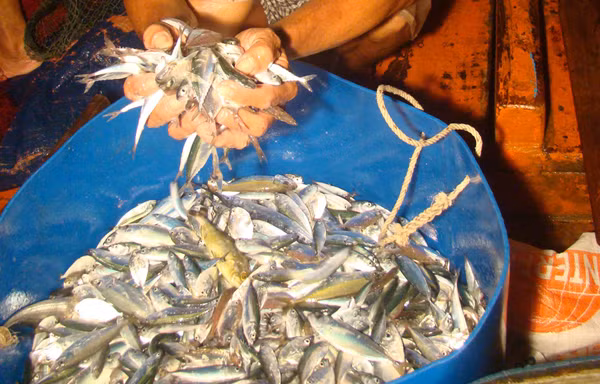 Săn cá nửa đêm