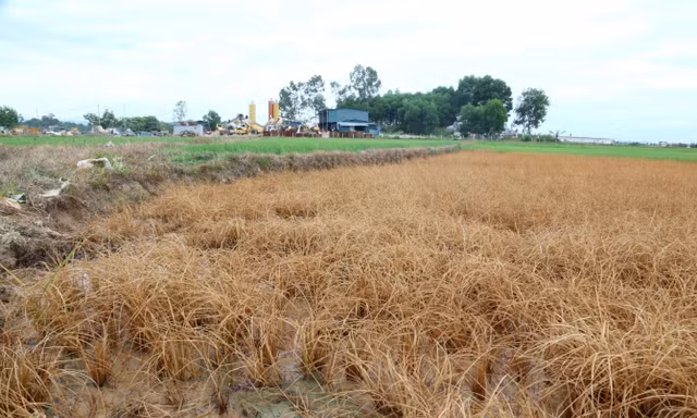 Lúa chết hàng loạt do sự cố tràn dầu lúc thi công cao tốc