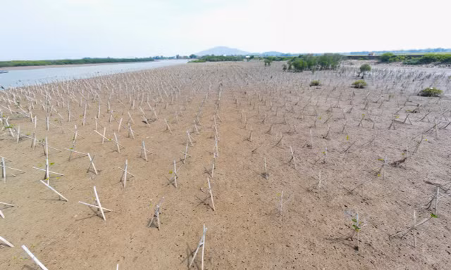 Vì sao rừng ngập mặn Hà Tĩnh 'chết' hàng loạt?