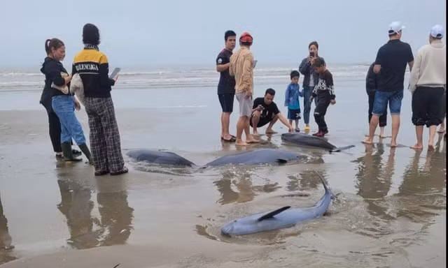 19 con cá lạ vướng lưới ngư dân Hà Tĩnh