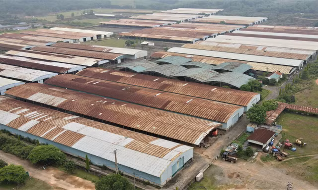 Lãng phí dự án nuôi bò nghìn tỷ phơi sương phơi nắng 