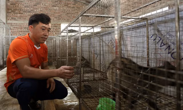 Kỹ sư xây dựng về quê mở trại chồn hương bạc tỷ 