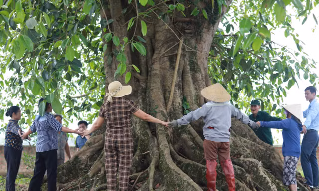 Báu vật 'cụ đa' hơn 300 năm tuổi, nơi trú ẩn của bộ đội thời chiến