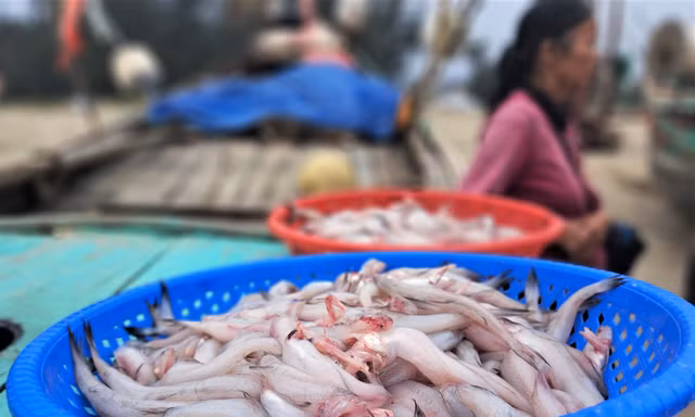 Ngư dân Hà Tĩnh trúng 'lộc biển' những ngày cuối năm