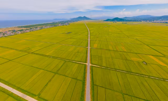 Mê mẩn những cánh đồng lúa chín vàng óng ở Hà Tĩnh