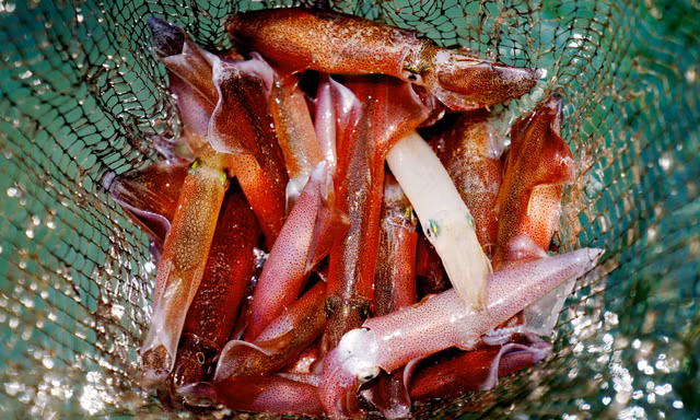 Mực nháy 'cháy' hàng, có tiền cũng không mua được 