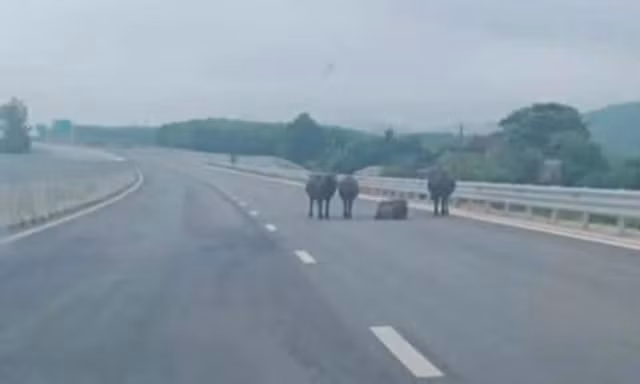 Tài xế lo lắng vì cao tốc qua Hà Tĩnh xuất hiện gia súc và người đi xe máy 