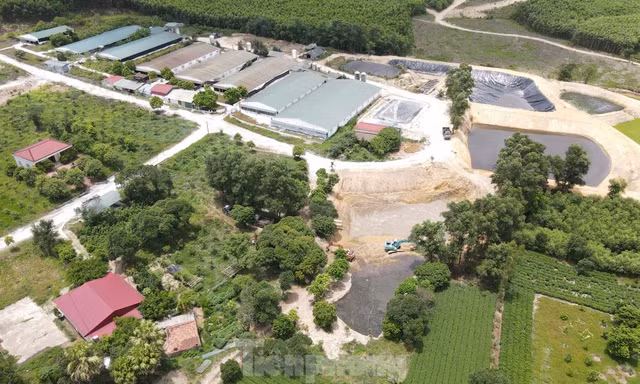 Hà Tĩnh yêu cầu xử lý dứt điểm vi phạm môi trường từ trang trại lợn 