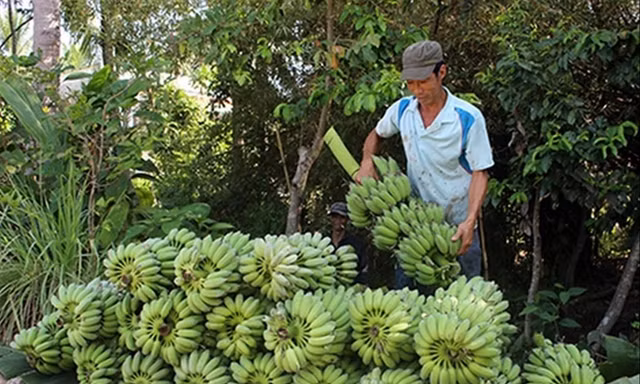Giá chuối đang rớt mạnh khiến người dân thấp thỏm 