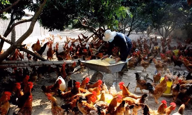Thời tiết thay đổi khiến nguy cơ cúm gia cầm lây sang người rất cao