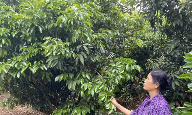 Người trồng vải thiều ở Bắc Giang lo mất mùa