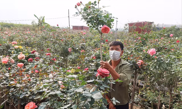 Anh Nguyễn Đức Mạnh (Nhà vườn Thủy Mạnh) đang cắt tỉa hồng để chuẩn bị cho dịp Tết 