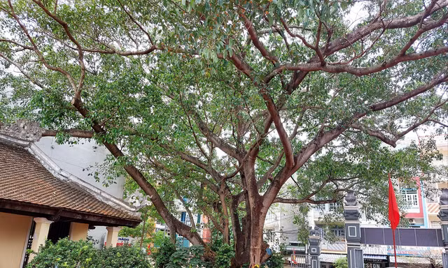 Cây đa trước sân đình được trồng từ năm 1990 