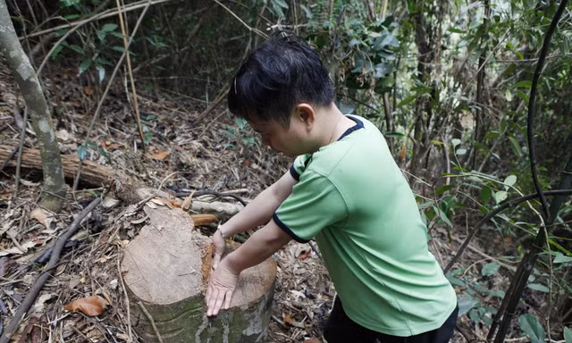 Thêm vụ chặt hạ gỗ rừng Tây Yên Tử