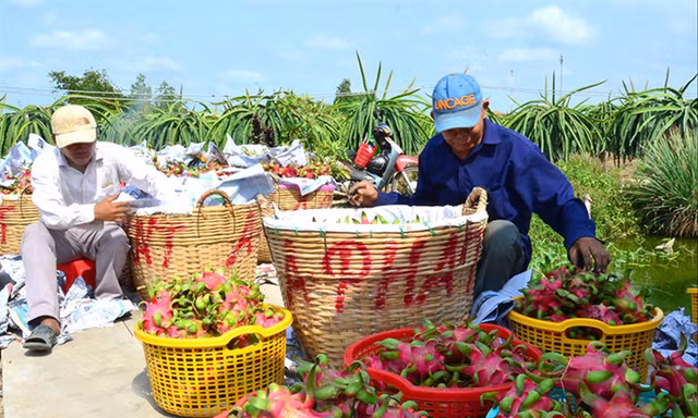 Hàng triệu tấn nông sản của người dân phía Nam đến kỳ thu hoạch nhưng đang bí đầu ra