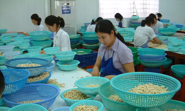 Doanh nghiệp tìm hiểu kỹ hợp đồng xuất khẩu trước khi ký kết. Ảnh: DN sản xuất điều tại Bình Phước