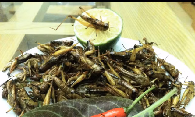 Châu chấu rang lá chanh. Ảnh: N.T 