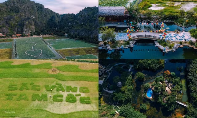 Cuối tuần này, đến Hang Múa, Tam Cốc ngắm cánh đồng lúa xanh đẹp nhất năm ở Ninh Bình
