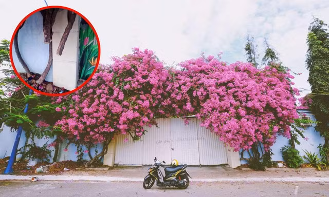 Giàn hoa giấy nổi tiếng ở Vũng Tàu bị kẻ gian cưa trộm: Cây héo úa vì bị cưa thân, cắt gốc