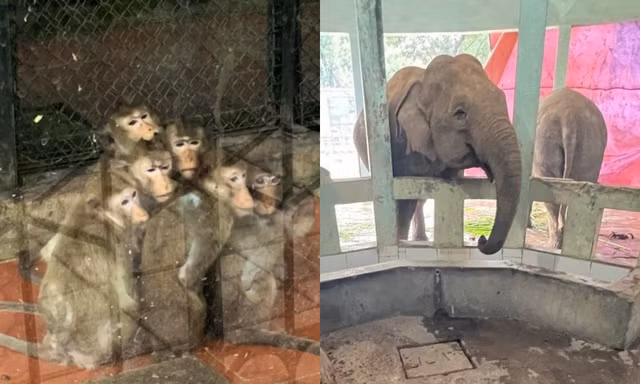 "Lời khẩn cầu" từ vườn thú Hà Nội: "Đàn thú co ro ôm nhau trong giá rét", thực hư thế nào?